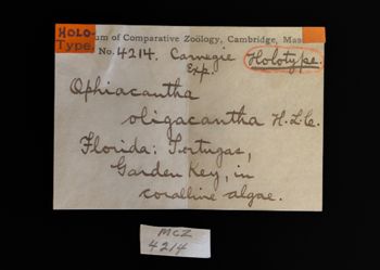 Media type: image;   Invertebrate Zoology OPH-4214 Description: Labels for this specimen included in the specimen tray.;  Aspect: labels